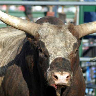 Rodeo